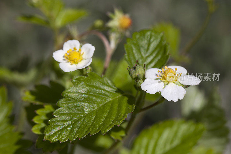 野草莓(Fragaria vesca)叶和花